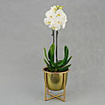 Dual Stem White Orchid in Gold Planter