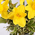 Easter Daffy Delight Arranegement