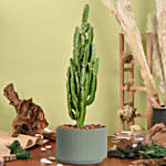 Euphorbia Candelabrum Cactus Plant
