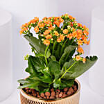 Expressing Thanks Kalaonche Plant