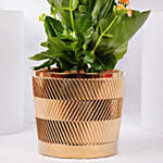 Expressing Thanks Kalaonche Plant