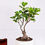 كومبو نبات فيكس بونساي مع شوكولاتة في صندوق