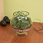 Fittonia Garden