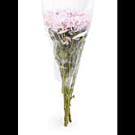 Fresh Bunch of Light Pink Chrysanthemums 10 Chrysanthemums