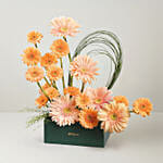 Gerbera Grace