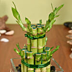 Good Luck Bamboo in Vase