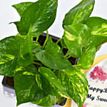 Happy Birthday My Sweetheart Cake With Plant