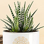 Happy Diwali Haworthia Plant