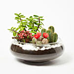Jade With Fittonia & Cactus Plant In Small Fish Bowl