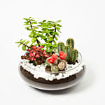 Jade With Fittonia & Cactus Plant In Small Fish Bowl