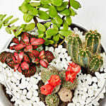 Jade With Fittonia & Cactus Plant In Small Fish Bowl