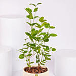 Jasmine Flowering Plant