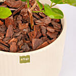 Jasmine Flowering Plant