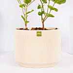 Jasmine Flowering Plant