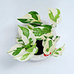 Joy Plant In Hello Kitty Pot