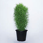 Kuchia Plant in Nursery Pot
