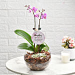 Love For Daughter Orchid Plant