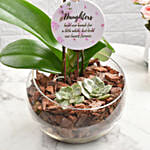 Love For Daughter Orchid Plant