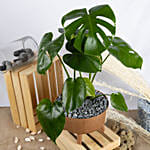 Magical Monstera Delicosa Plant