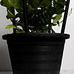 Mandevilla plant