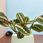 Maranta in Beautiful planter