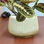 Maranta in Beautiful planter