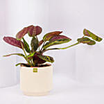 Maranta Potted Plant
