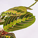 Maranta Potted Plant