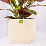 Maranta Potted Plant