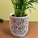 Medium Areca Palm Plant