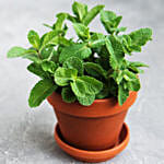 Mentha Plant Pot