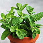Mentha Plant Pot