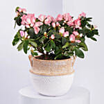 Mom If You Were A Flower Azalea Plant