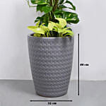 Money Plant Duo in Premium Pot