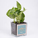 Money Plant For Rakhi Day In Glass Vase