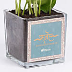 Money Plant For Rakhi Day In Glass Vase