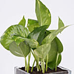 Money Plant For Rakhi Day In Glass Vase