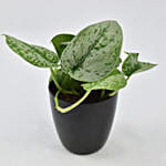 أصيص شجرة الحظ | نبات البوثوس