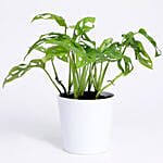 Monstera Obliqua In White Ceramic Pot