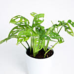 Monstera Obliqua In White Ceramic Pot