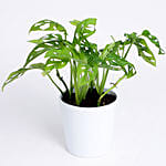 Monstera Obliqua In White Ceramic Pot