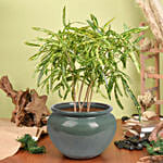 Natures Beauty Croton Plant