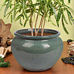 Natures Beauty Croton Plant