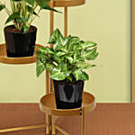 Natures Elegance Plant Stand