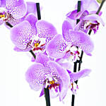 Orchid Plant in Designer Planter