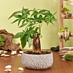 Paclcira Sail Or Pachira Good Luck Tree