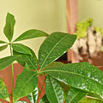 Paclcira Sail Or Pachira Good Luck Tree