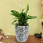 Peace Lilly Or Spathiphyllum in Premium Pot