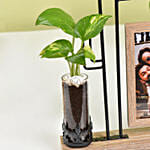 برواز إطار صورة مع نبات المال الأخضر