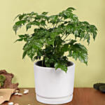 لمسة خضراء | نبات زينة راديرماشيرا